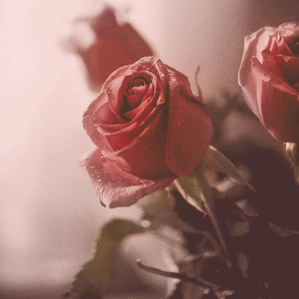 KUNDAL Honey & Macadamia Shampoo 500ml English Rose - beautybuddy.nl